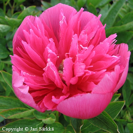 Paeonia x festiva 'Rosea Plena'